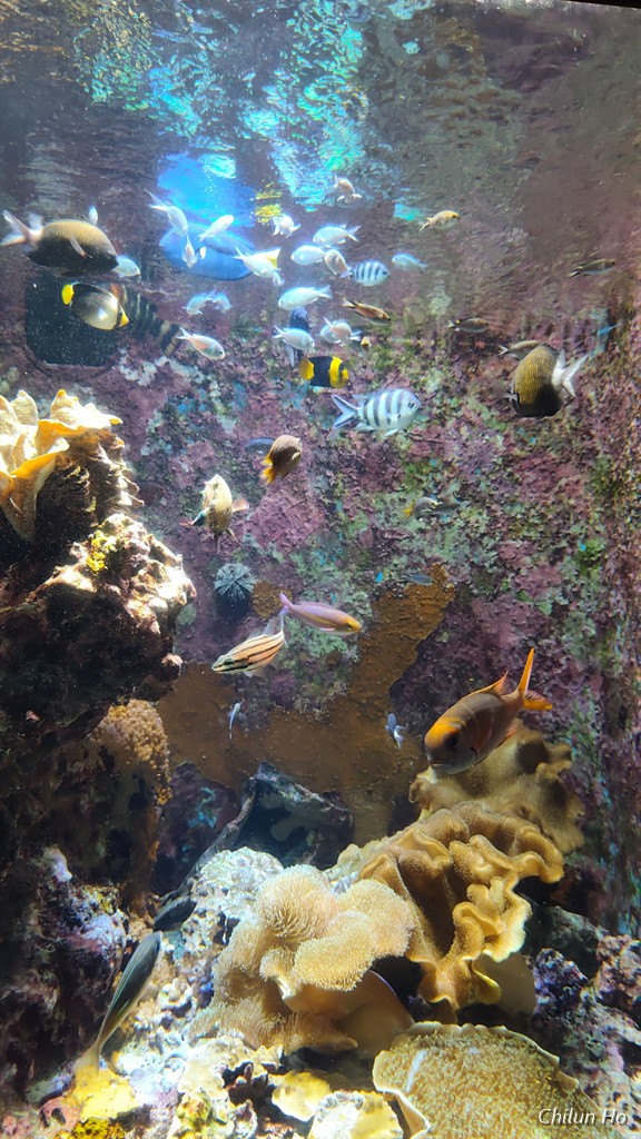 沖縄美ら海水族館